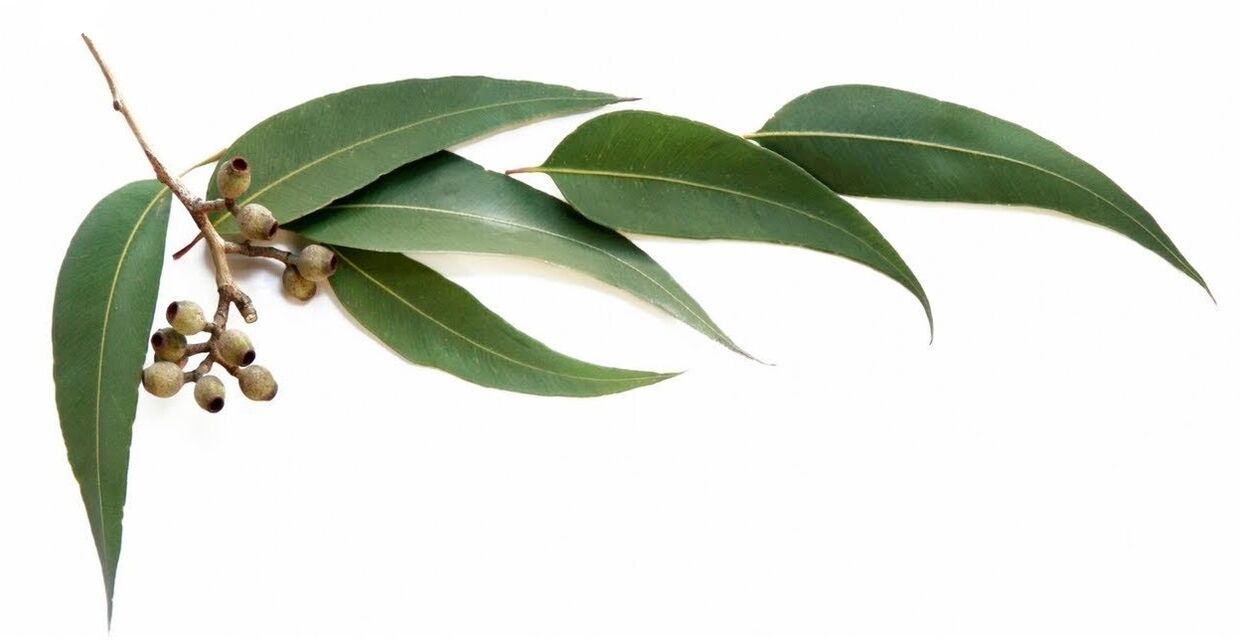 Hondrolife enthält ätherisches Eukalyptusöl