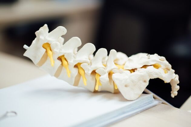 Anatomisches Modell der menschlichen Wirbelsäule